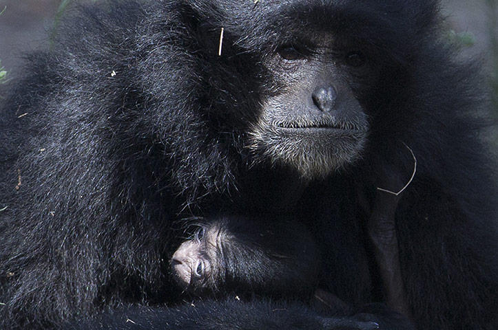 Một[-]con[-]vượn[-]Siamang[-]7[-]ngày[-]tuổi,[-]nặng[-]170g[-]nằm[-]lọt[-]thỏm[-]trong[-]vòng[-]tay[-]to[-]lớn[-]của[-]vượn[-]mẹ.[-]Đây[-]là[-]loài[-]vượn[-]được[-]tìm[-]thấy[-]chủ[-]yếu[-]ở[-]đảo[-]Sumatra[-](Indonesia)[-]và[-]bán[-]đảo[-]Malaysia[-]nhưng[-]đang[-]có[-]nguy[-]cơ[-]tuyệt[-]chủng[-]vì[-]nạn[-]phá[-]rừng.