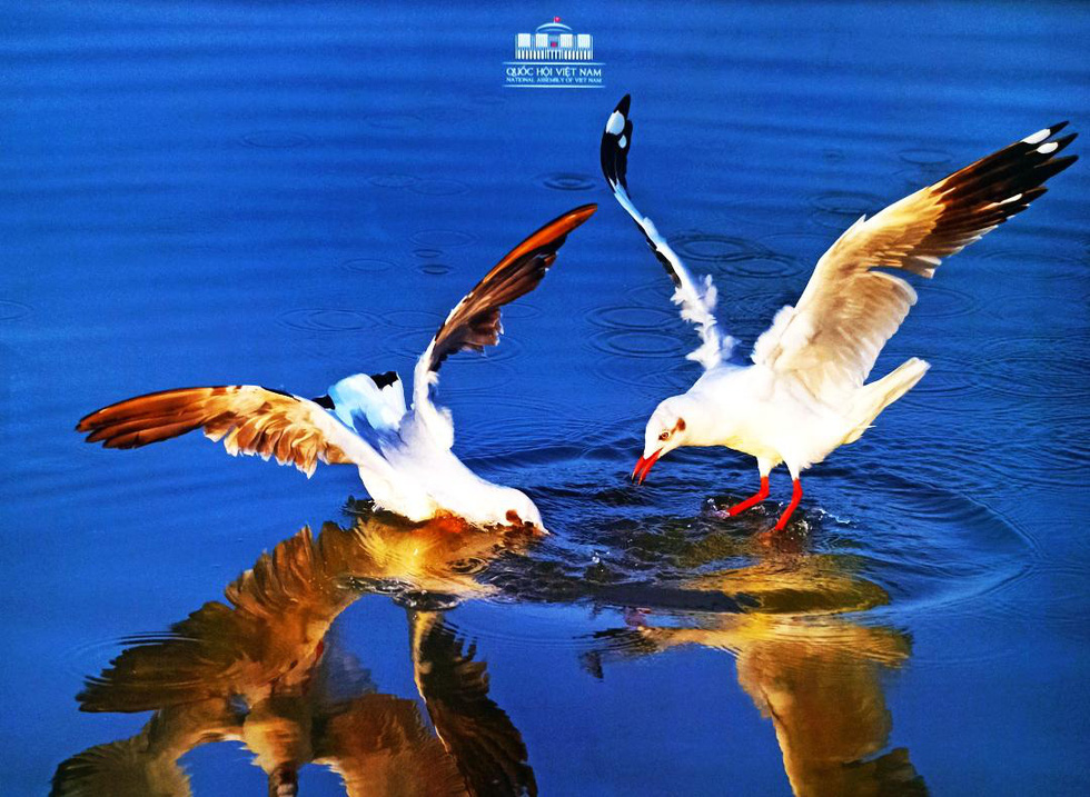 "Khoảnh[-]khắc[-]thiên[-]nhiên"[-]lên[-]lịch[-]Quốc[-]hội[-]2020