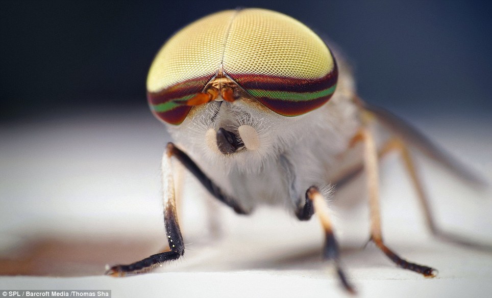 Loài[-]ruồi[-]vằn[-](Tabanus[-]lineola)[-]có[-]đôi[-]mắt[-]kép[-]lớn[-]được[-]tìm[-]thấy[-]tại[-]Mỹ[-]và[-]Mexico