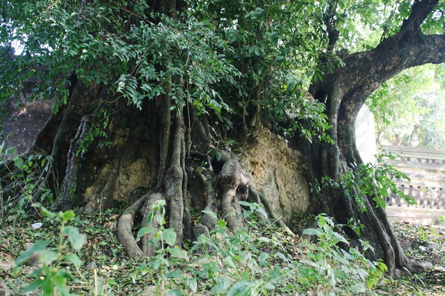 Cây[-]thị[-]thiêng[-]nghìn[-]năm[-]tuổi[-]ở[-]Hà[-]Nội