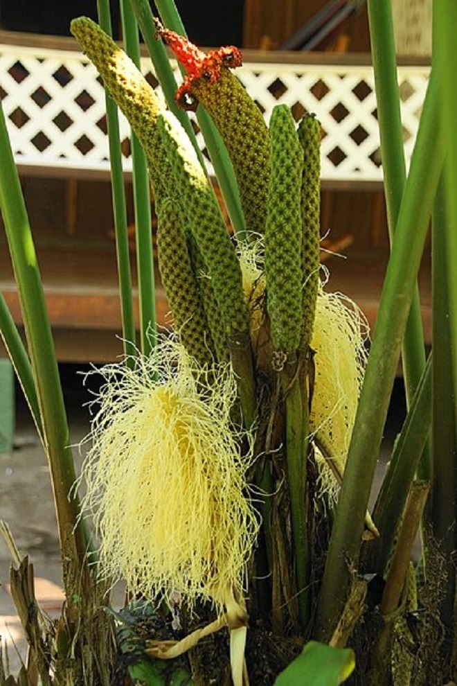 Cận[-]cảnh[-]loài[-]cây[-]độc[-]đáo[-]như[-]được[-]lai[-]giữa[-]mì[-]gói[-]và[-]bắp