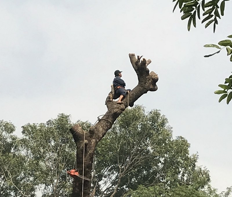 Cổ[-]thụ[-]không[-]còn,[-]thương[-]nhớ[-]lắm[-]người[-]ơi...