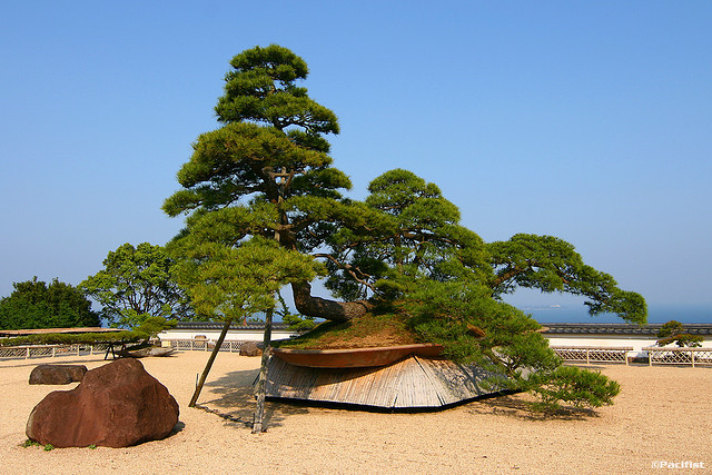 7[-]cây[-]bonsai[-]“thọ”[-]nhất[-]thế[-]giới