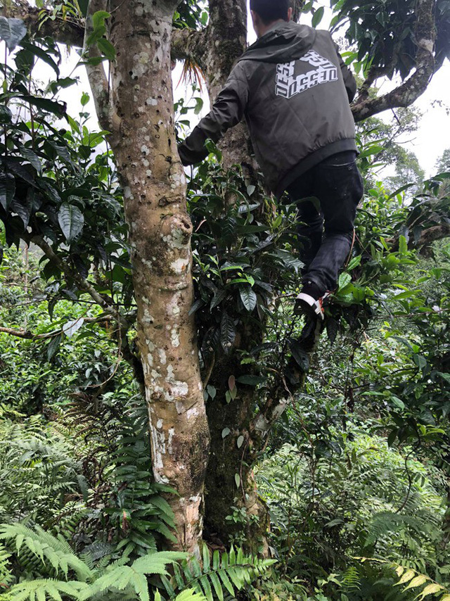 Loại[-]trà[-]đặc[-]biệt[-]Trung[-]Quốc[-]bán[-]gần[-]40[-]tỷ[-]đồng/kg,[-]Việt[-]Nam[-]còn[-]cả[-]rừng