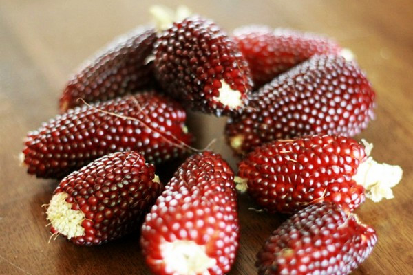 Giống[-]ngô[-]giống[-]hệt[-]trái[-]dâu[-]tây