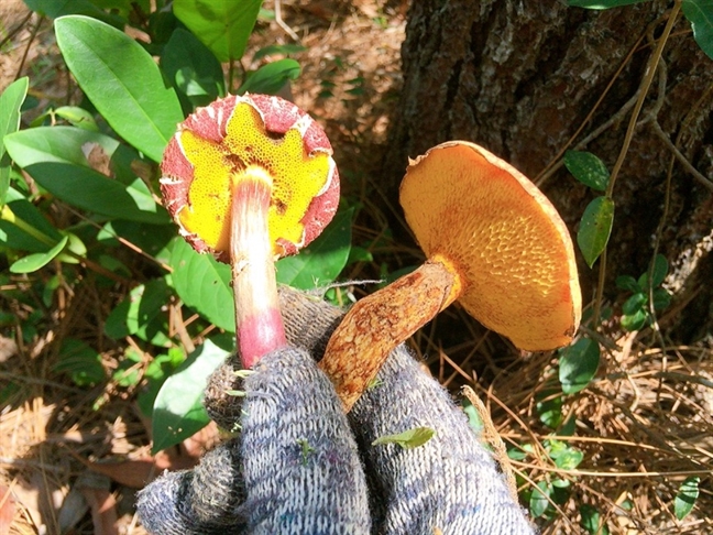 Mùa[-]đông,[-]lên[-]đồi[-]Thiên[-]An[-]săn[-]nấm[-]thông[-]rằn