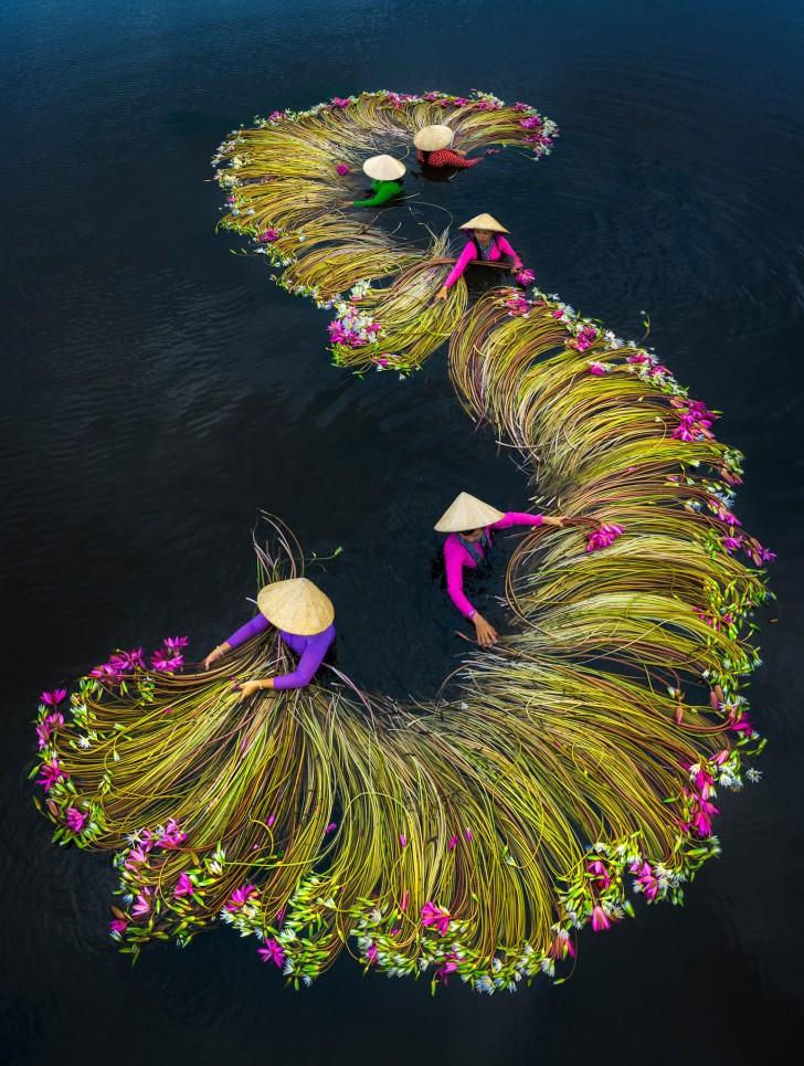 Thu[-]hoạch[-]hoa[-]súng[-]trong[-]mùa[-]nước[-]lũ[-]Tây[-]Nam[-]bộ[-]đẹp[-]nên[-]thơ[-]qua[-]ống[-]kính[-]nhiếp[-]ảnh[-]gia[-]Việt