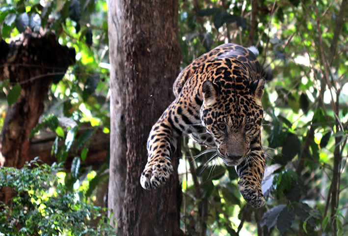 Sansao,[-]một[-]con[-]báo[-]Jaguar[-]nhảy[-]vọt[-]xuống[-]từ[-]trên[-]cây[-]cao[-]tại[-]khu[-]bảo[-]tồn[-]NEX[-](Brazil).[-]Hiện[-]có[-]khoảng[-]26[-]con[-]báo[-]Jaguar[-]cư[-]ngụ[-]tại[-]đây,[-]phần[-]lớn[-]được[-]chuyển[-]về[-]từ[-]Amazon.