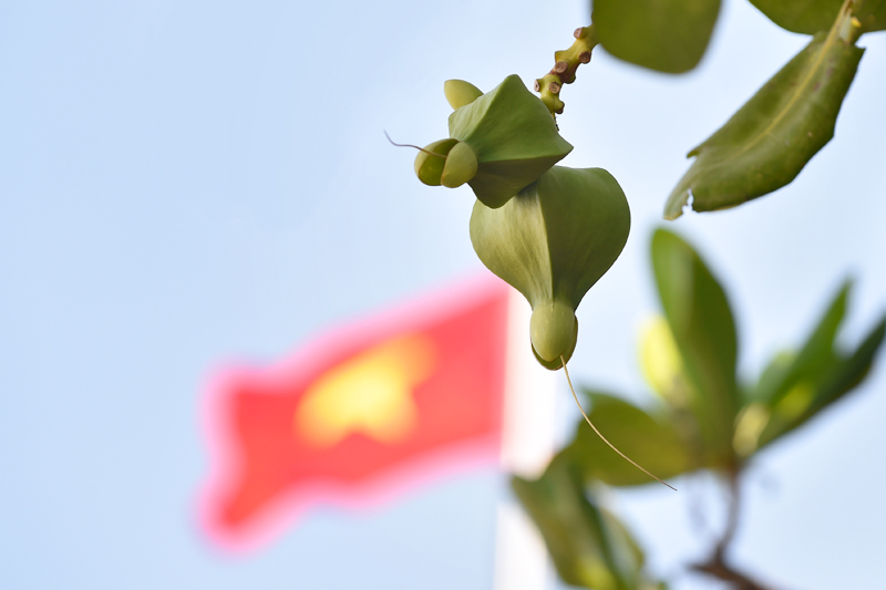 Mầm[-]sống[-]ở[-]Trường[-]Sa