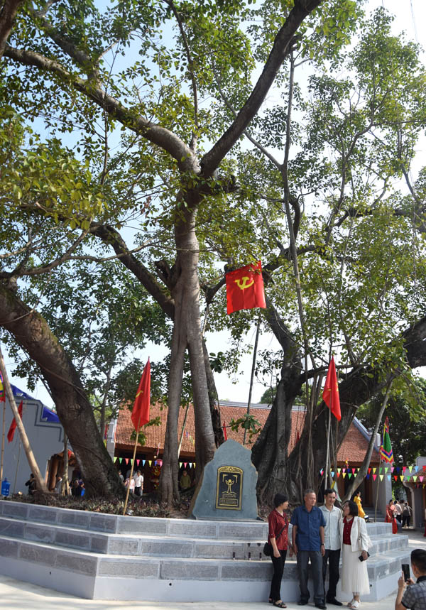 Cây[-]Đa[-]cổ[-]thụ[-]-Nơi[-][-]treo[-]cờ[-]Cộng[-]sản[-]đầu[-]tiên[-]vùng[-]ven[-]Hà[-]Nội[-]được[-]vinh[-]danh[-]Cây[-]Di[-]sản[-]Việt[-]Nam