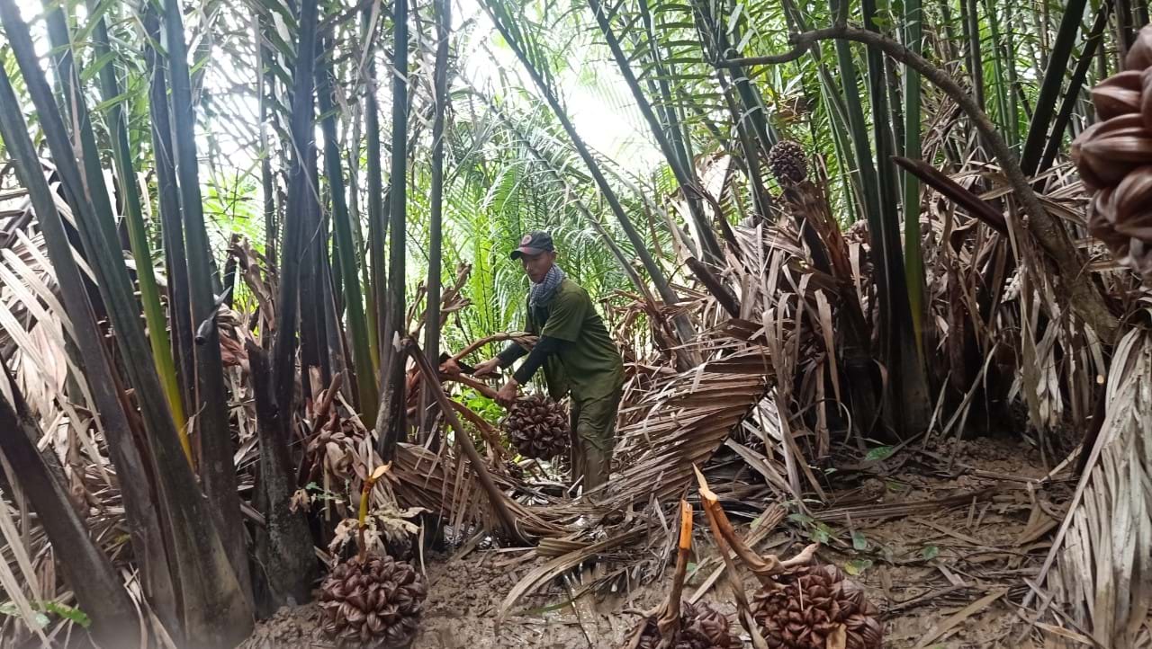 Báo[-]động[-]chất[-]lượng[-]rừng[-]ngập[-]mặn[-]Cần[-]Giờ
