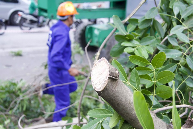 Hà[-]Nội[-]bắt[-]đầu[-]chặt[-]hạ[-]gần[-]1.300[-]cây[-]xanh[-]trên[-]đường[-]Phạm[-]Văn[-]Đồng