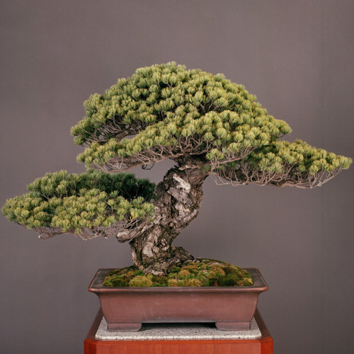 7[-]cây[-]bonsai[-]“thọ”[-]nhất[-]thế[-]giới