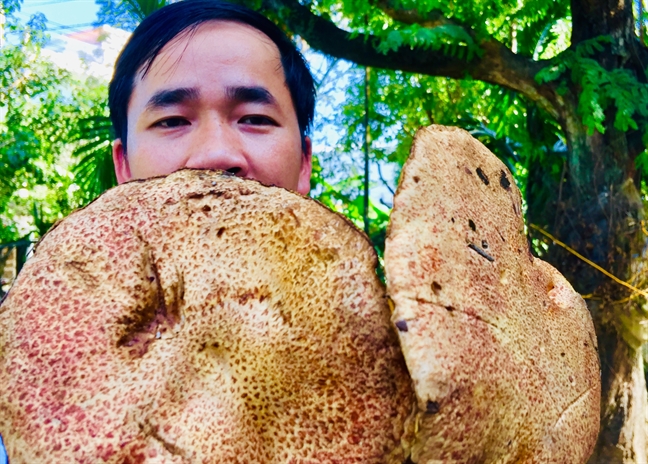 Mùa[-]đông,[-]lên[-]đồi[-]Thiên[-]An[-]săn[-]nấm[-]thông[-]rằn