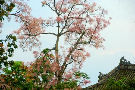 Tỏa[-]bóng[-]cùng[-]đền[-]đài