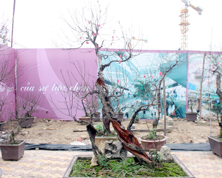 ...[-]thế[-]nhưng[-]nó[-]vẫn ra[-]hoa[-]đón[-]Tết.
