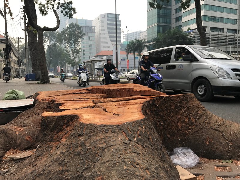 Cổ[-]thụ[-]không[-]còn,[-]thương[-]nhớ[-]lắm[-]người[-]ơi...