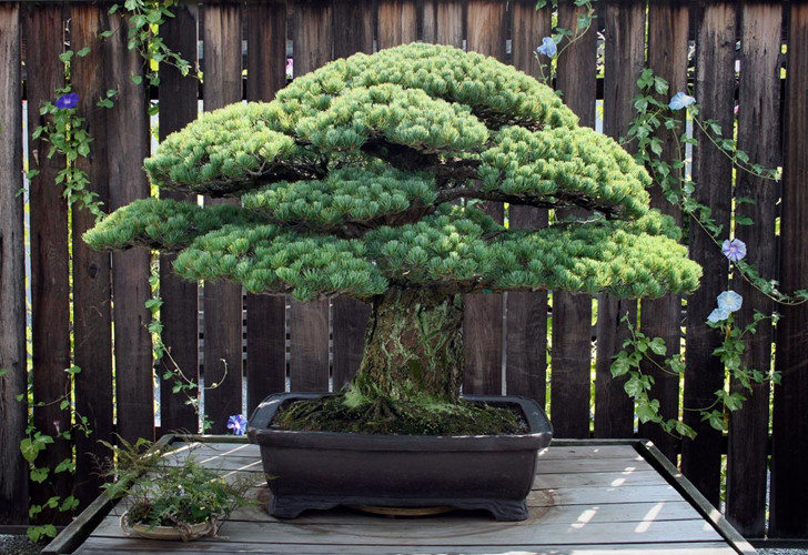 7[-]cây[-]bonsai[-]“thọ”[-]nhất[-]thế[-]giới