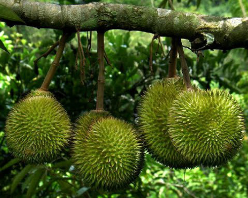 Thương[-]hiệu[-]Sầu[-]riêng[-]Ri6[-]ở[-]tỉnh[-]Vĩnh[-]Long[-]đã[-]đánh[-]bạt[-]nhiều[-]thương[-]hiệu[-]sầu[-]riêng[-]ở[-]những[-]nơi[-]khác[-]nhờ[-]cơm[-]của[-]loại[-]sầu[-]riêng[-]này[-]có[-]màu[-]vàng[-]óng,[-]khô[-]ráo,[-]cầm[-]không[-]dính[-]tay,[-]hạt[-]lép,[-]ngọt[-]đậm[-]và[-]mùi[-]thơm[-]bay[-]xa.