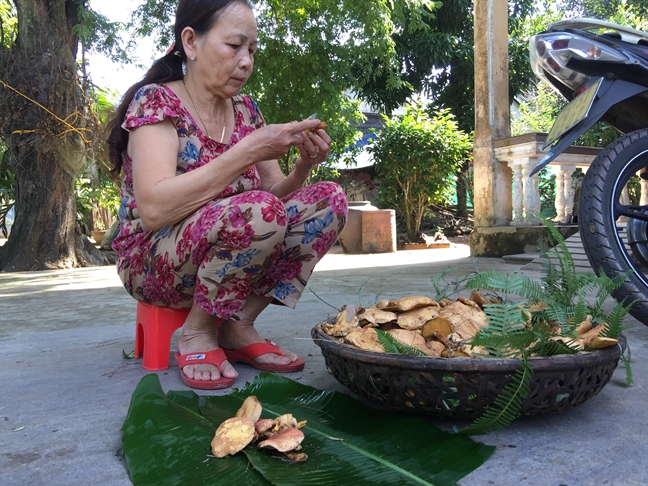 Mùa[-]đông,[-]lên[-]đồi[-]Thiên[-]An[-]săn[-]nấm[-]thông[-]rằn
