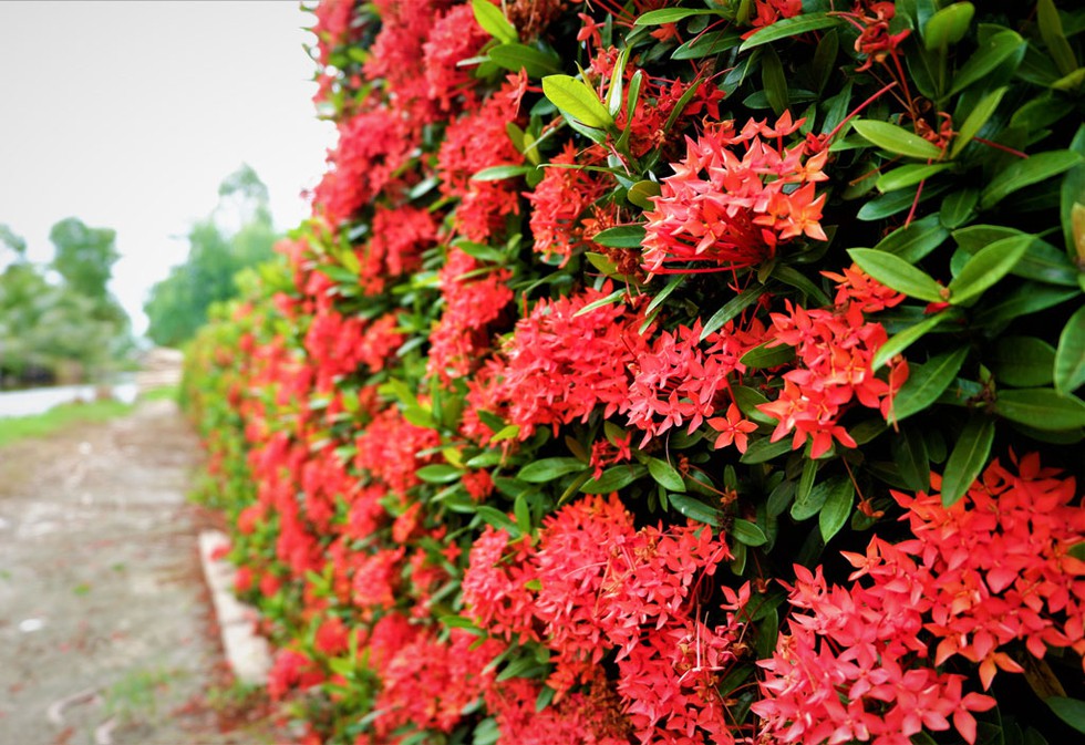 "[-]Độc[-]nhất"[-]miền[-]Tây:[-]Hàng[-]rào[-]bông[-]trang[-]đỏ[-]rực[-]vùng[-]miệt[-]thứ
