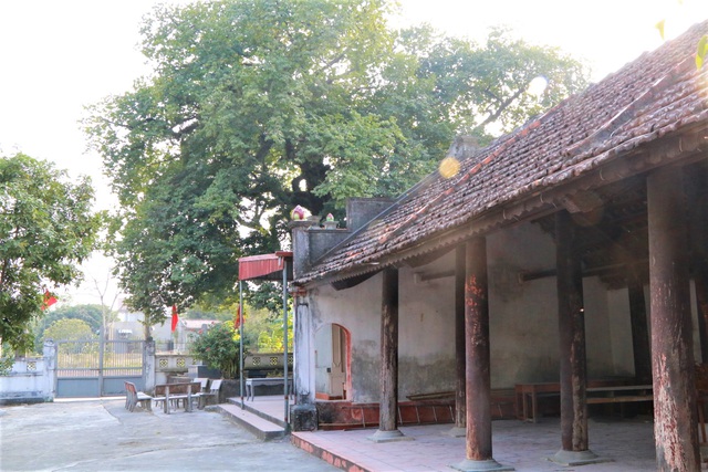 "Cụ[-]thị"[-]gốc[-]chục[-]người[-]ôm[-]không[-]xuể[-]sống[-]qua[-]8[-]thế[-]kỷ[-]ở[-]Ninh[-]Bình