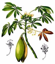 Cây[-]Gòn[-]-[-]Cây[-]thuốc[-]quý