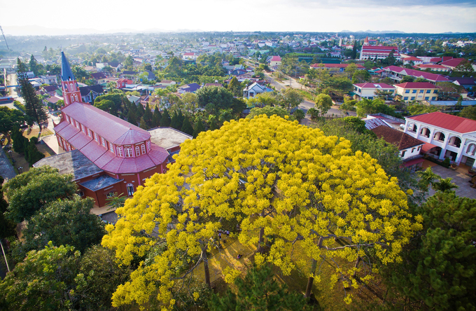 Phượng[-]vàng[-]khoe[-]sắc[-]khắp[-]phố[-]núi[-]Bảo[-]Lộc