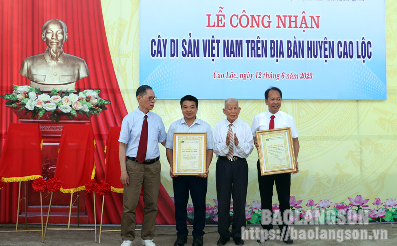 Lạng[-]Sơn[-]công[-]nhận[-]10[-]cây[-]di[-]sản[-]trên[-]địa[-]bàn[-]huyện[-]Cao[-]Lộc