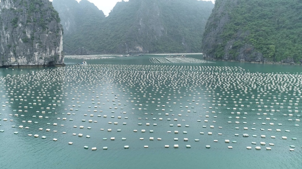 Quảng[-]Ninh[-]loại[-]bỏ[-]'bẫy[-]tử[-]thần'[-]trên[-]biển[-]để[-]cứu[-]môi[-]trường