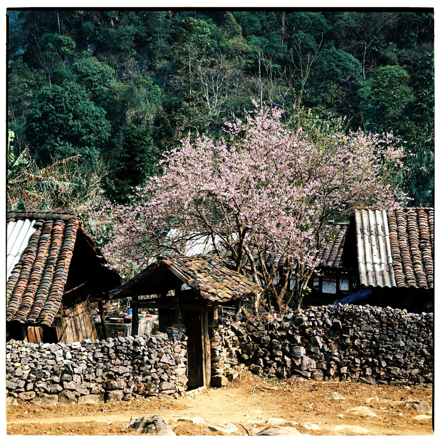 Bộ[-]ảnh[-]phim[-]tuyệt[-]đẹp[-]về[-]cao[-]nguyên[-]đá[-]Hà[-]Giang[-]mùa[-]xuân