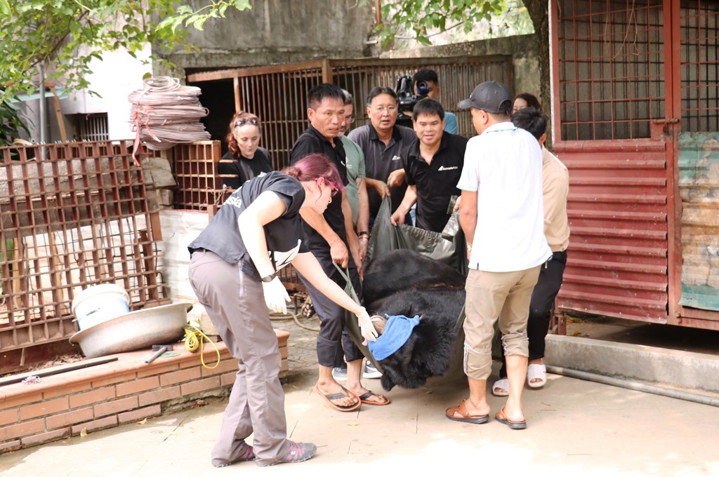 Cứu[-]hộ[-]thành[-]công[-]một[-]cá[-]thể[-]gấu[-]ngựa[-]tại[-]thành[-]phố[-]Lào[-]Cai