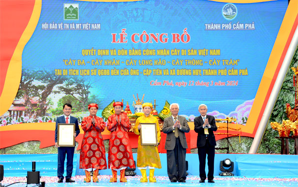 Quảng[-]Ninh[-]tổ[-]chức[-]lễ[-]công[-]nhận[-]Cây[-]Di[-]sản[-]Việt[-]Nam[-]vào[-]đúng[-]ngày[-]Khai[-]hội[-]Đền[-]Cửa[-]Ông[-]năm[-]2024.