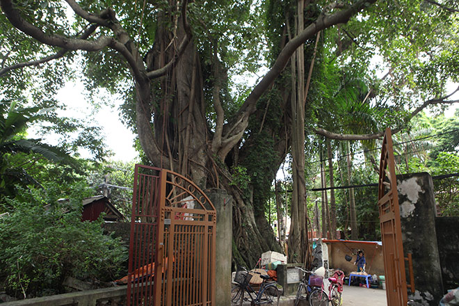 Cây[-]thị[-]nghìn[-]tuổi,[-]chỉ[-]có[-]1[-]quả[-]mỗi[-]mùa[-]ở[-]Hà[-]Nội