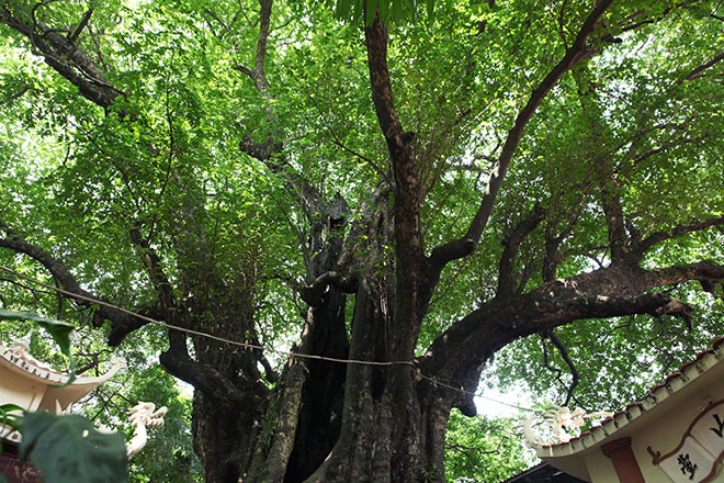 Cây[-]thị[-]nghìn[-]tuổi,[-]chỉ[-]có[-]1[-]quả[-]mỗi[-]mùa[-]ở[-]Hà[-]Nội