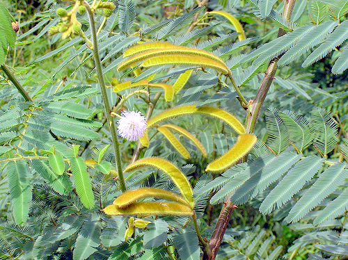 Mai[-]dương[-]cũng[-]là[-]cây[-]thuốc