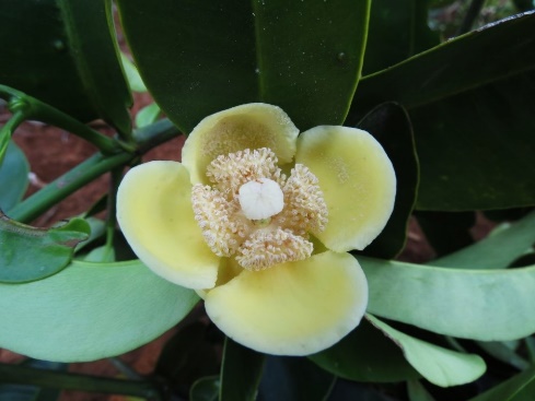 Rỏi[-]mật,[-]cây[-]Di[-]sản[-]cũng[-]làm[-]thuốc