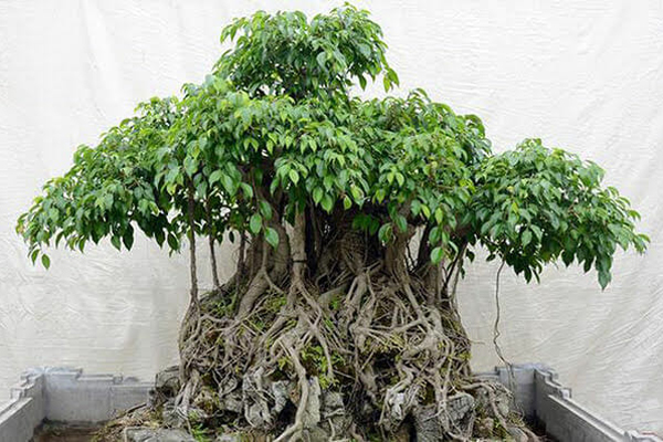 Ba[-]loại[-]cây[-]giúp[-]giảm[-]stress[-]ở[-]nơi[-]làm[-]việc