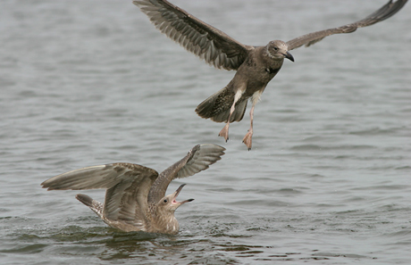 Hai[-]con[-]mòng[-]biển[-]Herring.[-]Ảnh: