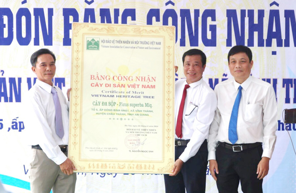 Thêm[-]3[-]cây[-]tại[-]An[-]Giang[-]được[-]công[-]nhận[-]Cây[-]di[-]sản[-]Việt[-]Nam