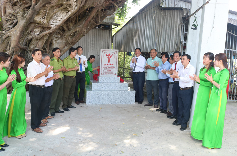 Thêm[-]3[-]cây[-]tại[-]An[-]Giang[-]được[-]công[-]nhận[-]Cây[-]di[-]sản[-]Việt[-]Nam
