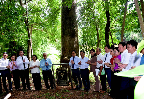 Cây[-]Xoài[-]đặc[-]sản[-]Yên[-]Châu[-]và[-]cây[-]Sấu[-]khổng[-]lồ[-]bậc[-]nhất[-]tỉnh[-]Sơn[-]La[-]được[-]gắn[-]bia[-]Cây[-]Di[-]sản[-]Việt[-]Nam