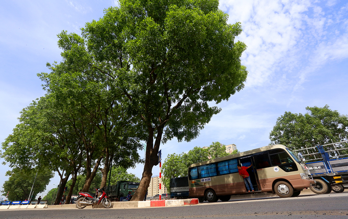 Hà[-]Nội[-]sẽ[-]đánh[-]chuyển,[-]chặt[-]hạ[-]1.300[-]cây[-]xanh[-]trong[-]3[-]tháng[-]tới