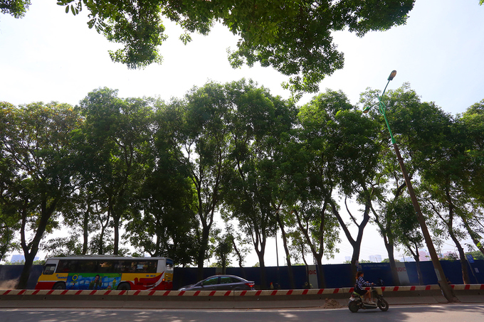 Hà[-]Nội[-]sẽ[-]đánh[-]chuyển,[-]chặt[-]hạ[-]1.300[-]cây[-]xanh[-]trong[-]3[-]tháng[-]tới