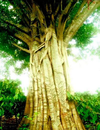 Bất[-]thường[-]hồ[-]sơ[-]nguồn[-]gốc[-]cây[-]"quái[-]thú”[-]bị[-]vứt[-]ở[-]TT-Huế