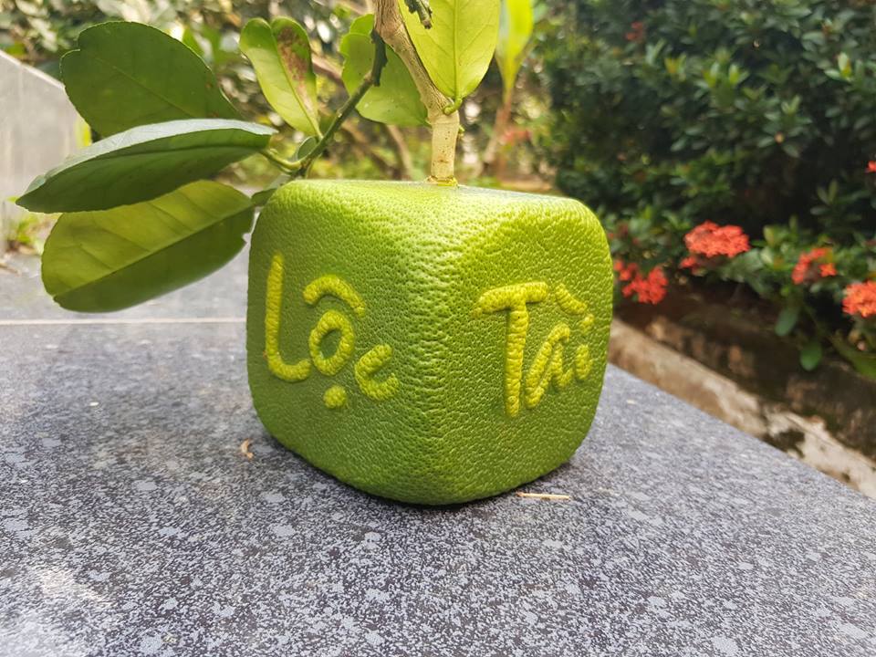 Quả[-]bưởi[-]vuông[-]kỳ[-]lạ[-]lần[-]đầu[-]tiên[-]xuất[-]hiện[-]ở[-]Việt[-]Nam