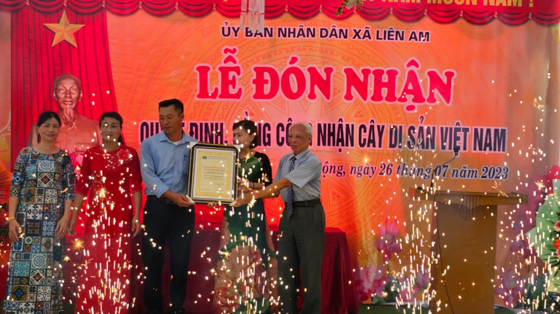 CÂY[-]DI[-]SẢN[-]VIỆT[-]NAM:[-]Cây[-]Đa[-]cổ[-]thụ[-]trên[-]300[-]năm[-]ở[-]Vĩnh[-]Bảo[-]-[-]Hải[-]Phòng[-]được[-]vinh[-]danh