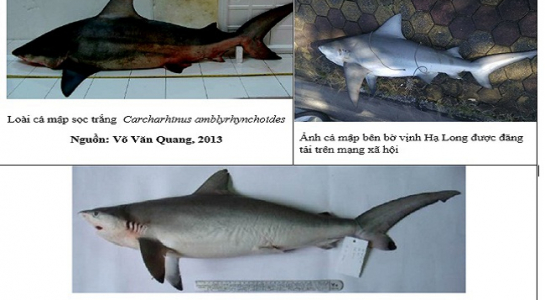 Cá[-]lạ[-]ở[-]Vịnh[-]Hạ[-]Long[-]thuộc[-]họ[-]cá[-]mập,[-]không[-]nguy[-]hiểm[-]cho[-]người