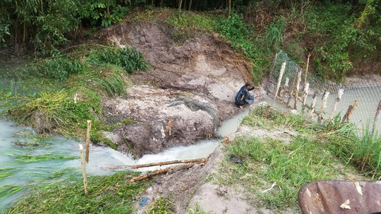 [-]Gần[-]100[-]tấn[-]cá[-]lóc[-]bơi[-]ra[-]suối,[-]dân[-]mất[-]hơn[-]7[-]tỉ