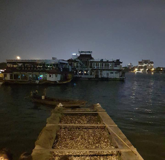 [-]Hàng[-]tấn[-]cá[-]lại[-]chết[-]trắng[-]trên[-]hồ[-]Tây